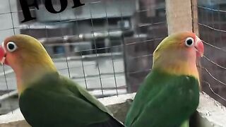 Bird's lover♥️ 70