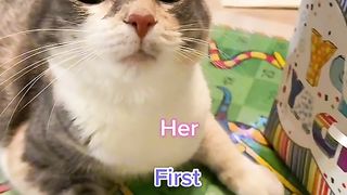 Watter the cat