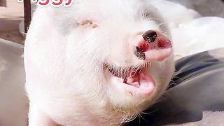 Animaux drôle 3