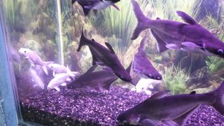 Gold fish 2
