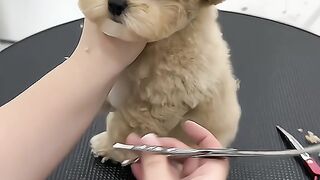 My Dog, although small, haircut can be very stubborn it!