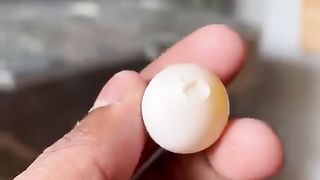 Pets birds subscribe my channel