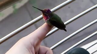 Colibri burung terkecil