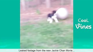 Try Not To Laugh Challenge - Funny Cat & Dog Vines compilation 2021