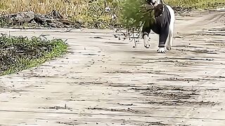 Lovely Labrador
