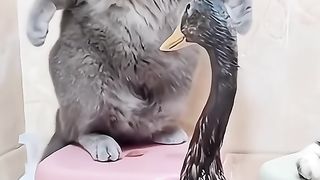 Cute pet 7