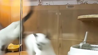 Cute pet 8