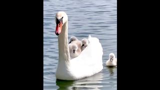 cute baby animals 4