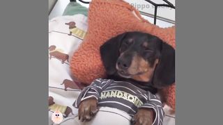 Funny Pet Videos