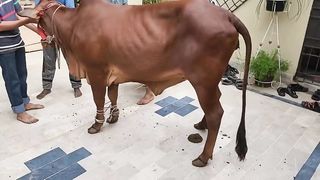 First Qurbani