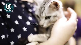 Secrets of cats you can,t believe