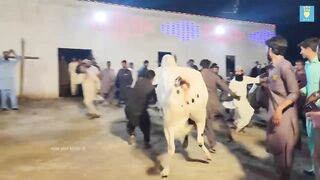 Dangerous Qurbani