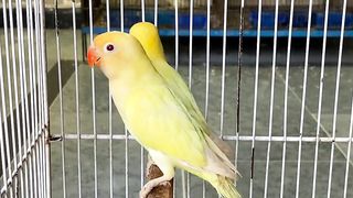 Bird's lover♥️ 74