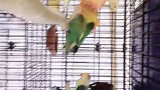 Bird's lover♥️ 75