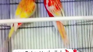 Bird's lover♥️ 77