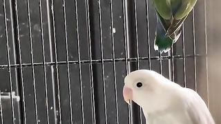 Bird's lover♥️ 78