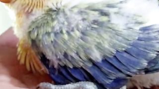 Bird's lover♥️ 79