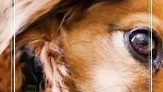 #Dog_Shorts, #Dogs, #Dog_Short, #YT, #Youtube_Short