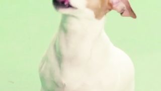 #Jack_Russell_Terrier  : The Stars of the Dog World, #Dog, #Jack_Russell_Terrier_Dog, #YT_Short,#YT,