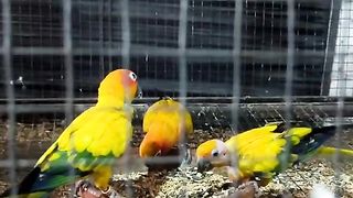 Bird's lover♥️ 82