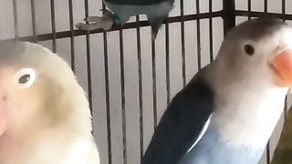 Bird's lover♥️ 85