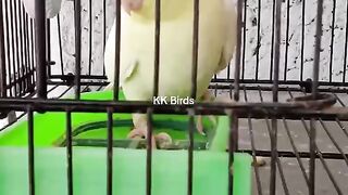 Bird's lover♥️ 86