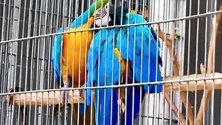Bird's lover♥️ 87