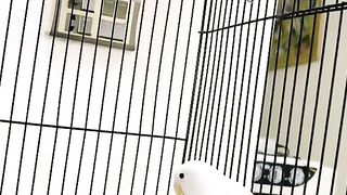 Bird's lover♥️ 88