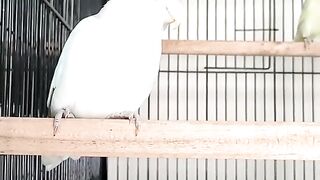 Bird's lover♥️ 89