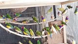 Bird's lover♥️ 90