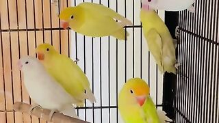 Bird's lover♥️ 91