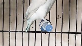 Bird's lover♥️ 92