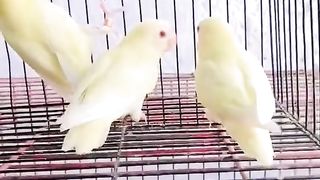 Bird's lover♥️ 93