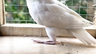 Bird's lover♥️ 95