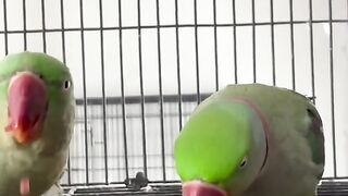 Bird's lover♥️ 98
