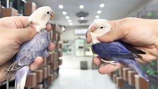 Bird's lover♥️ 99