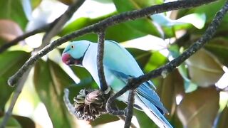 Bird's lover♥️ 100