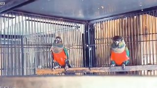 Bird's lover♥️ 101