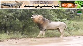 ye hal hai hamra