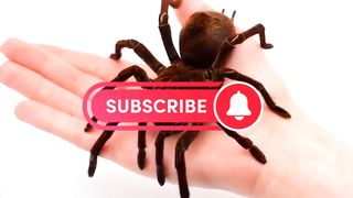 20Hero animals video