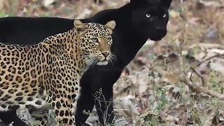 Beautiful Couple Of Leopard