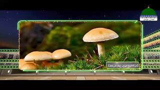 Mashroom Ankhon Kay Liye Mufeed Ha