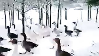 Video 276 -7-6-23
