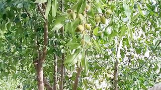 Almond