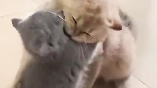 cat video, funny kittens, kittens, cat memes, lustige tiere, приколы с котами, funny animal video, best of 2023, kitten, funny pet