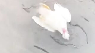Bebek berenang