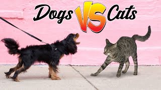 Cat and dog funny moments