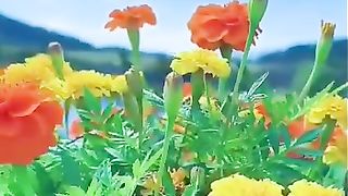 Video 281 -7-6-23