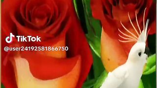 Video 282 -7-6-23