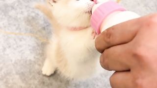 Kitten: Why did you snatch my bottle? Woo hoo